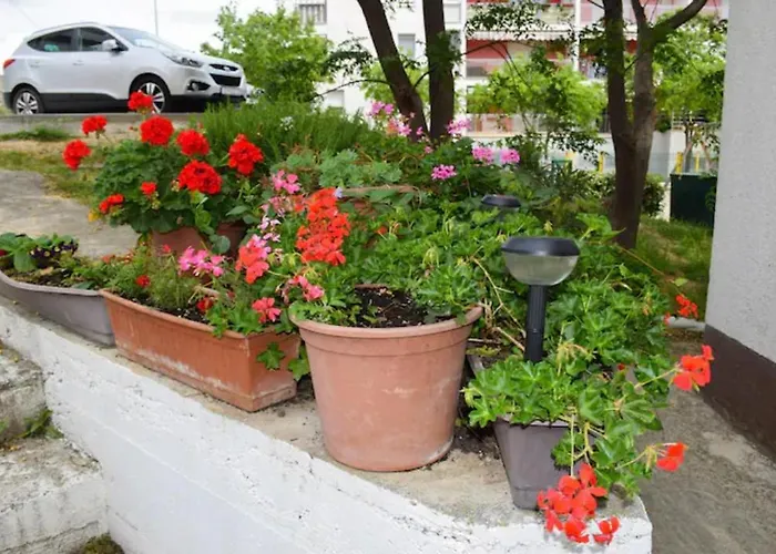 Marasovic - Roko * Split